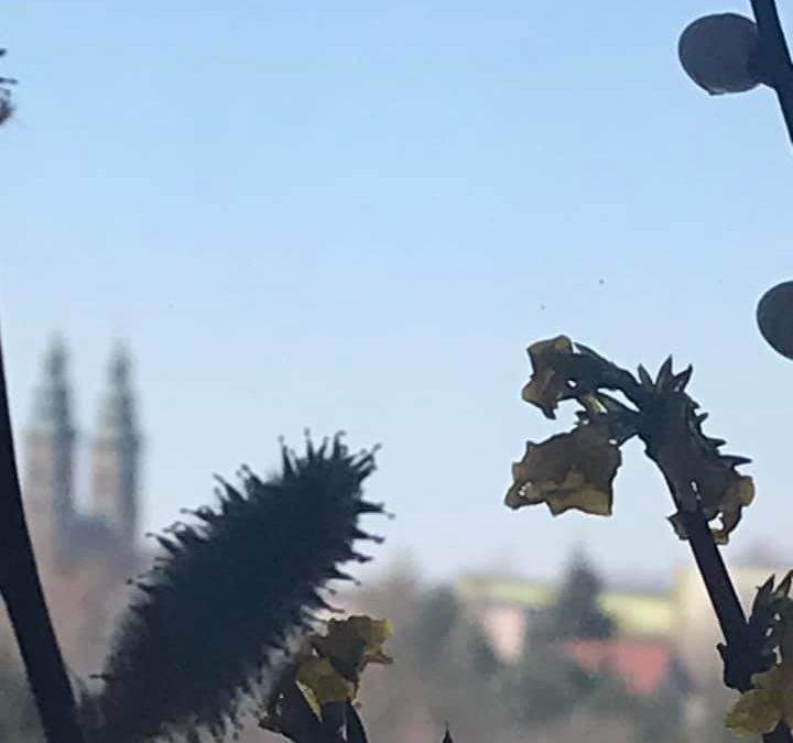 Niedziela Palmowa w naszej parafii (cz. III)